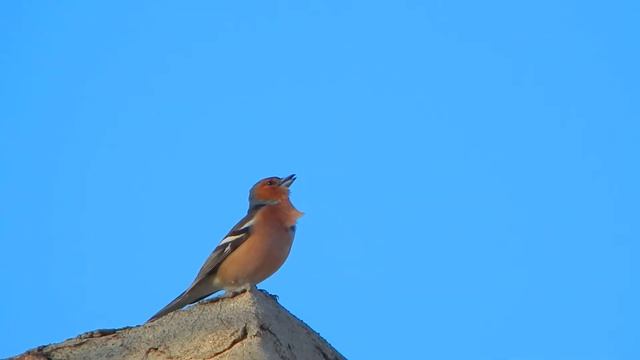 Зяблик | Fringilla coelebs | Chaffinch смотреть онлайн