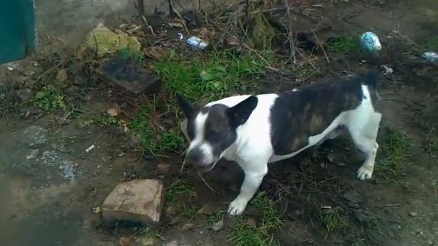 Собака таскает кирпич носом :D смотреть онлайн