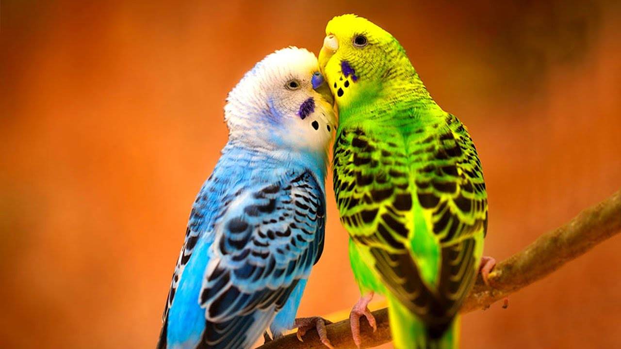 2 весёлых попугая Кеша и Яша смотреть онлайн