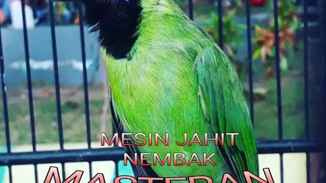 MASTERAN CAK IJO TEMBAKAN MESIN JAHIT смотреть онлайн