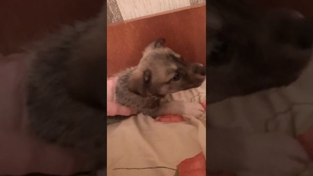 и снова малышии снова болезнь😢 смотреть онлайн