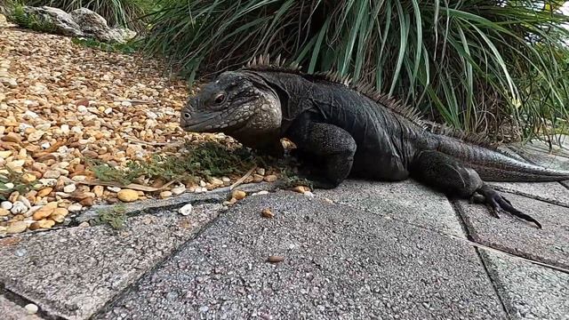 The Iguanas have taken over the Kamp! смотреть онлайн