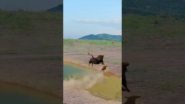 What is strength? This is the strength of animals. The big competition of strength: Bison vs. Li смотреть онлайн