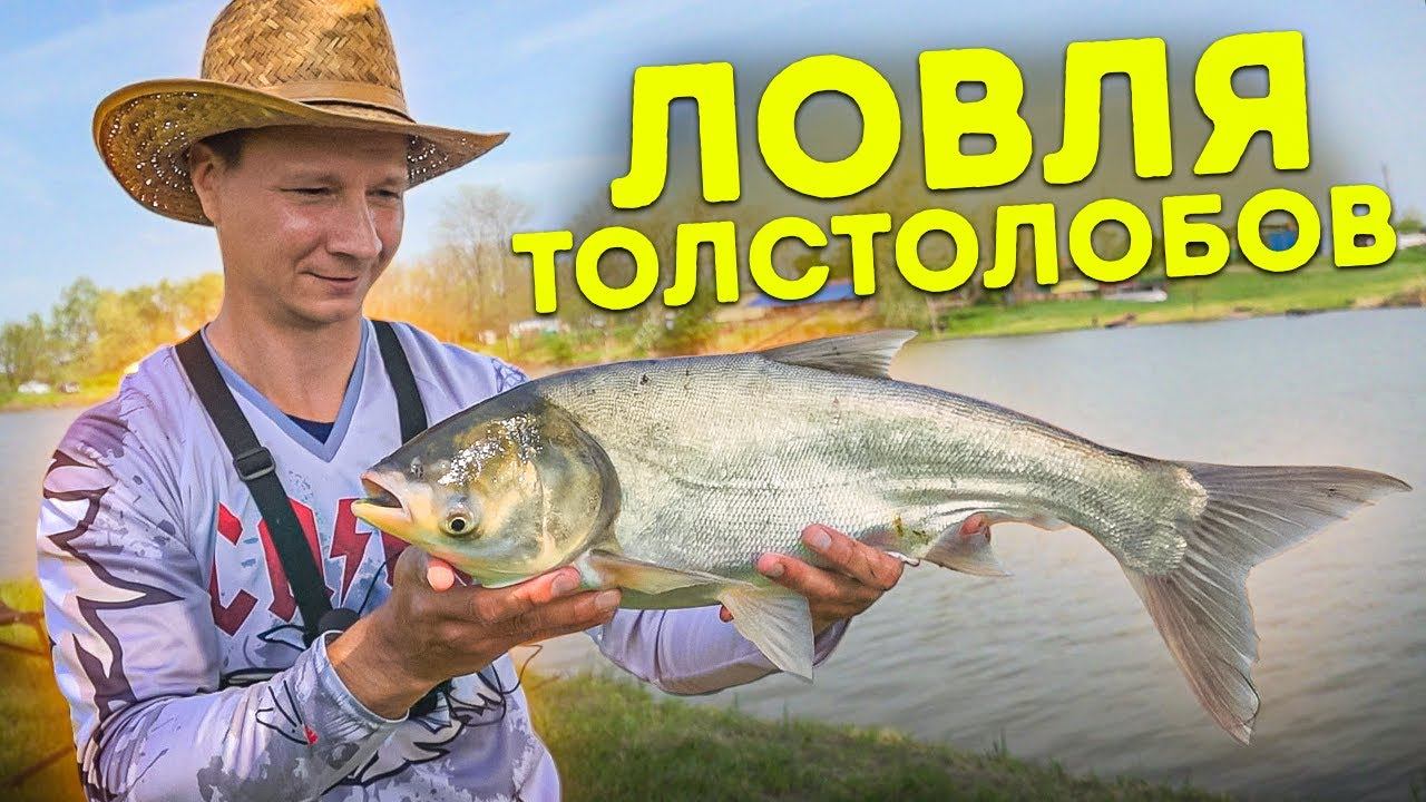 ПЕРВАЯ РЫБАЛКА НА ТОЛСТОЛОБИКА, ЛОВЛЯ НА ПОПЛАВОК весна 2022 смотреть онлайн