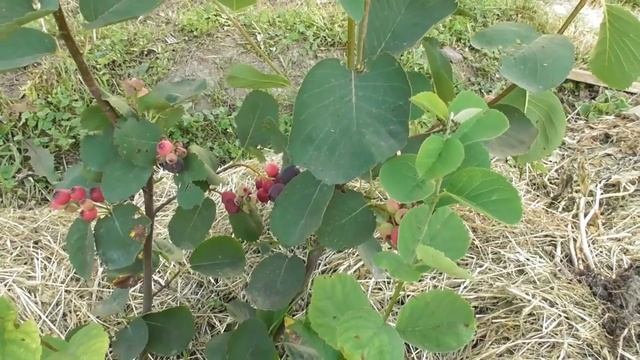 Ірга канадійська сорт Tiessen - перший врожай смотреть онлайн