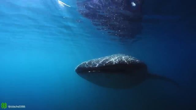 Великий Тихий океан. Все части с 1 по 5 серию. смотреть онлайн