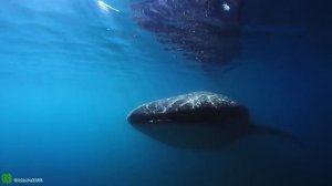 Великий Тихий океан. Все части с 1 по 5 серию.