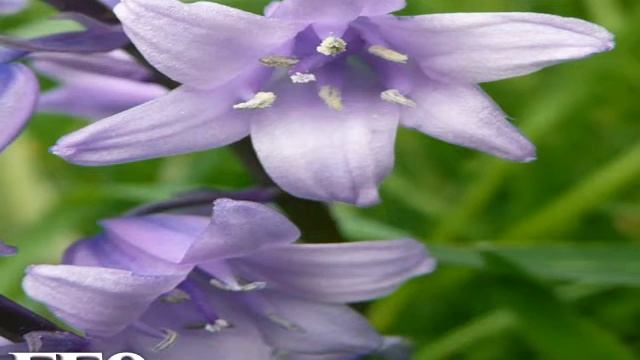 Flower Formula 9 - Bluebell смотреть онлайн