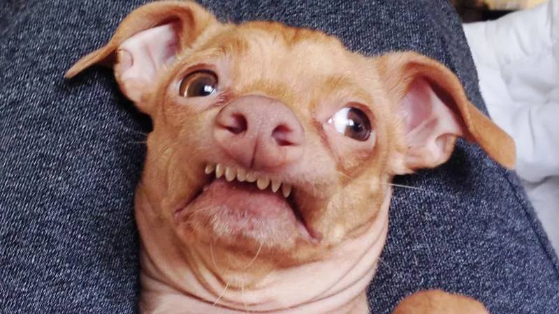 Отсталые животные смотреть онлайн