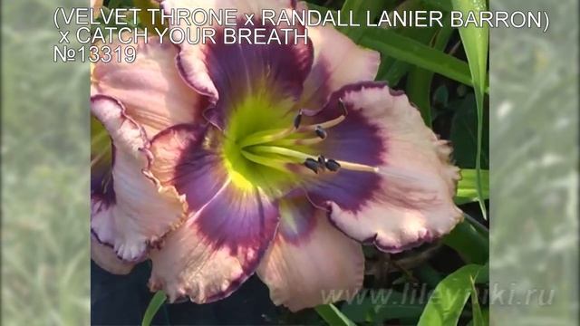 Лилейники моя селекция №16183 ((VELVET THRONE х RANDALL LANIER BARRON) x NOW OR NEVER) смотреть онлайн