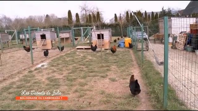 Bolognaise Ou Carbonara ? - Les Carnets De Julie