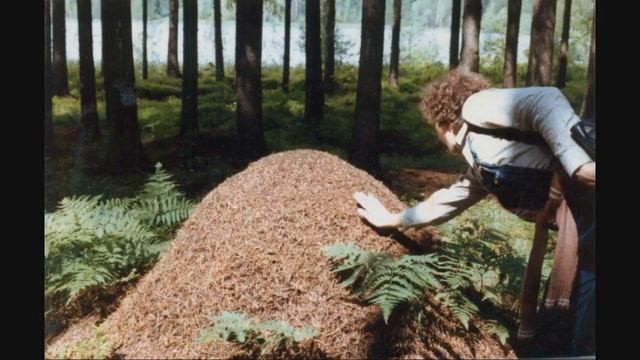 ДЖУНГЛИ «Цикл 22» — Отряскин • Кирилов • Тихомиров • Мягкоступов — 1984 смотреть онлайн
