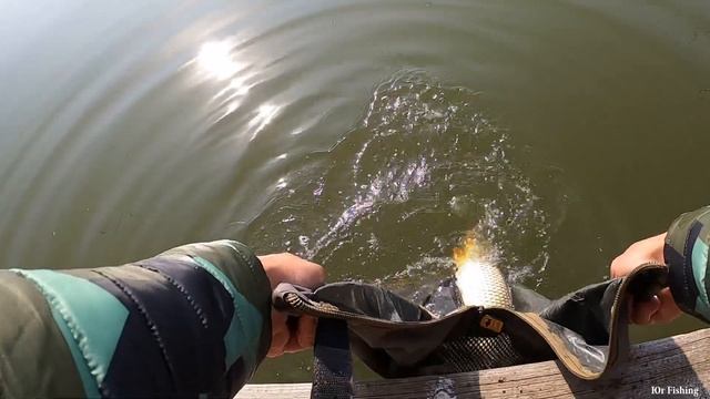 КАРП РАЗБУШЕВАЛСЯ ПОПЁР ПЕРЕД ЗИМОВКОЙ, carpfishing смотреть онлайн