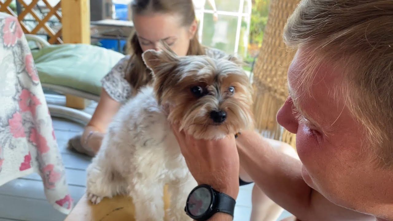 Кривые пироги / Стрижка Милы / Голубика первые ягоды 29 июля 2024 г. смотреть онлайн