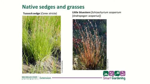 Smart Gardening: Native Plants смотреть онлайн