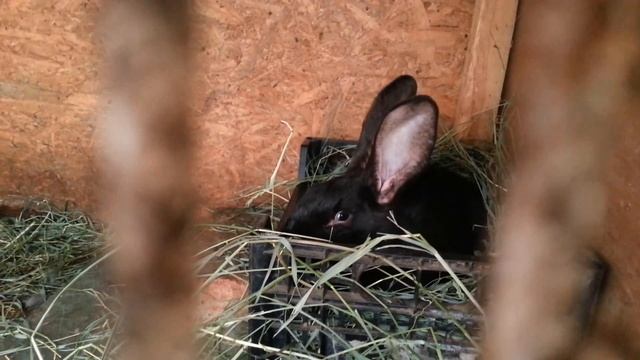 Варю сыр.Отчёт по кроликам смотреть онлайн