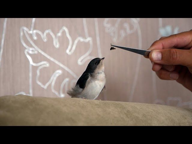 СПАС УПАВШУЮ ЛАСТОЧКУ смотреть онлайн