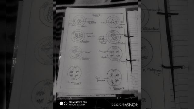 stages of mitosis and meiosis in cell cycle 😊 смотреть онлайн