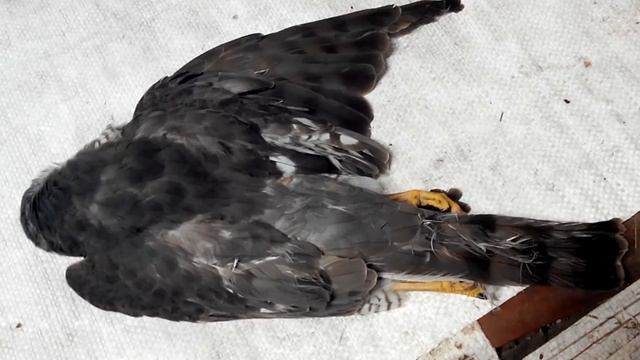Бойные голуби 17.02.19 смотреть онлайн