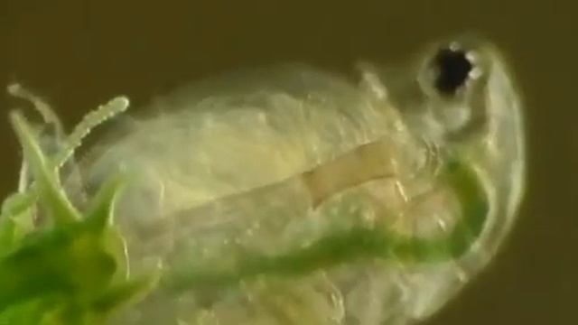 Гидра добытчица