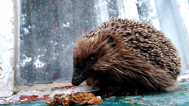 Ёжик кушает ) смотреть онлайн
