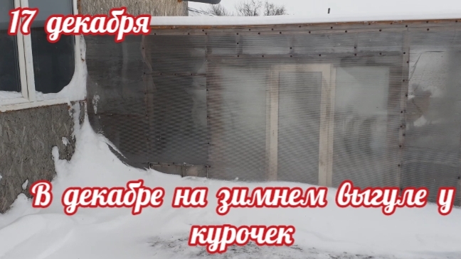 куры на зимнем выгуле в декабре... смотреть онлайн