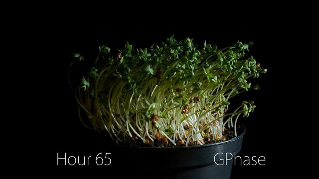 Positive Phototropism | Demonstration смотреть онлайн