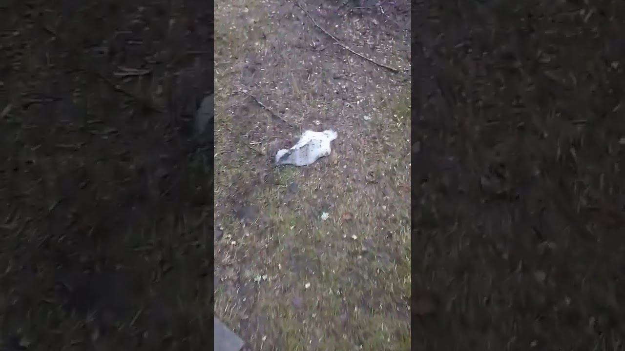 Тьфу на тебя #юмор #приколы #шутки #зима #весна #снег смотреть онлайн