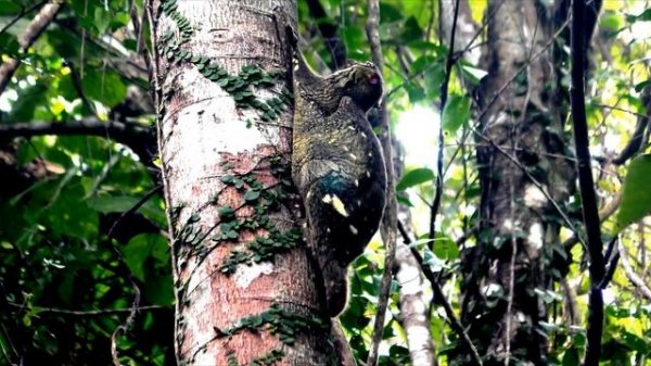 Малайский шерстокрыл (Galeopterus variegatus) Sunda flying lemur