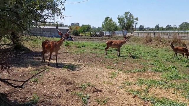 😱ЧТО НАТВОРИЛ УРАГАН В МАРИУПОЛЬСКОМ ЗООПАРКЕ