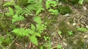 Розы сортовые в моём саду / «В мире животных» / В лесу / Рукотворные роллы 5 июля 2022 г.