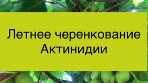 Размножение актинидии черенками, летнее укоренение