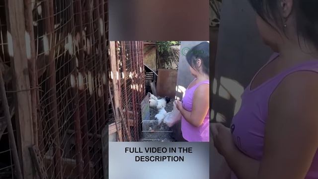 Vaccine makers prep bird flu shots for humans смотреть онлайн