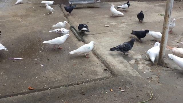 #Pigeons.Йодинол для голубей. смотреть онлайн