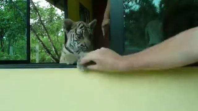 Playing with baby tiger in Chiang Mai смотреть онлайн