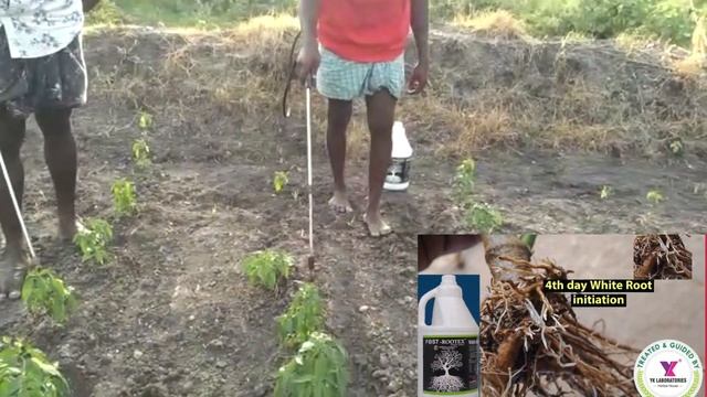 #How to improve Roots and stem size How to control #STEM ROT# #ROOT ROT#Soil fertilityPh:9705129639 смотреть онлайн