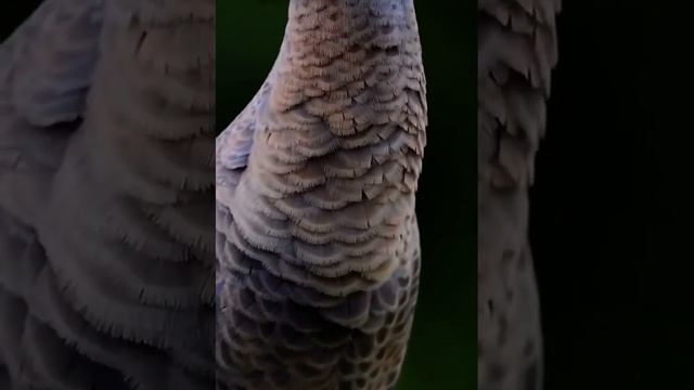 029] Such A Long Neck. смотреть онлайн