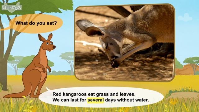 Meet the Animals 27_ Red Kangaroo _ Level 2 _ By Little Fox смотреть онлайн