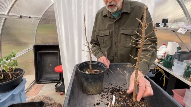 My American Larch trees; Are they ready? 10-Apr-2023 смотреть онлайн