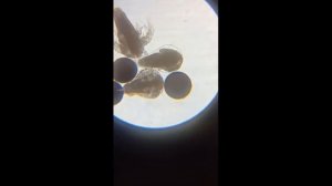 рачки Артемии