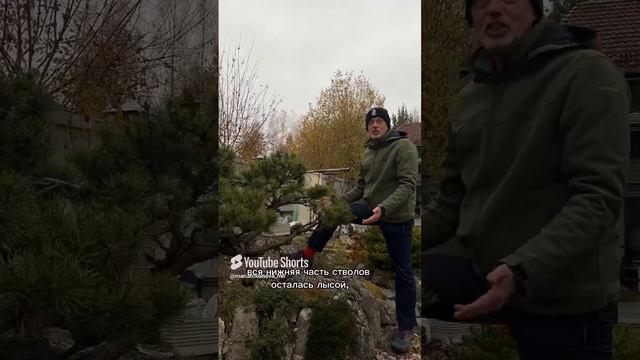 Андрей Дарусенков про своевременность обрезки хвойных. смотреть онлайн