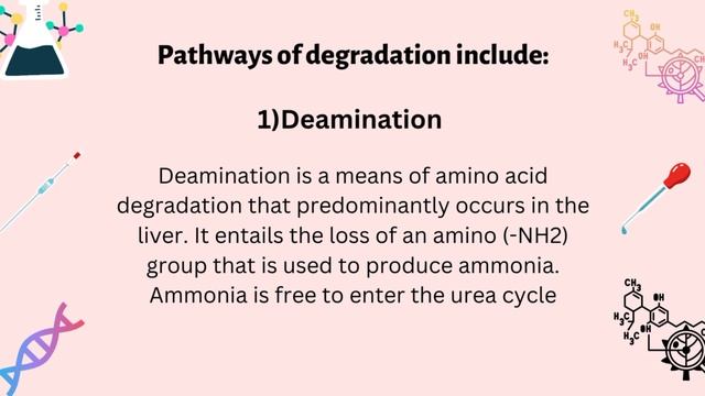 Amino acid degradation #protein metabolism #nutrition смотреть онлайн