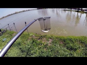 Рыбылка, поймал Амура, клёв рыбы в нескольких метрах от берега. Рыбалка на флэт фидер (Flat Feeder)