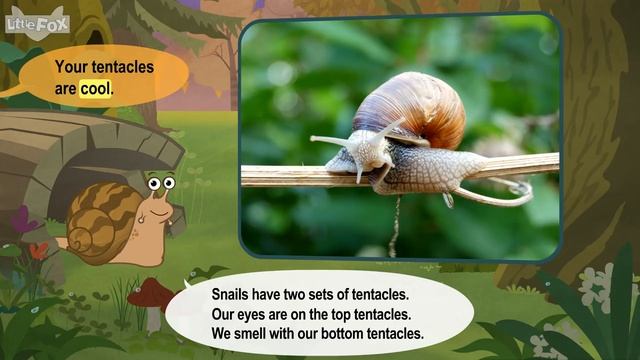 Meet the Animals 24_ Garden Snail _ Level 2 _ By Little Fox смотреть онлайн
