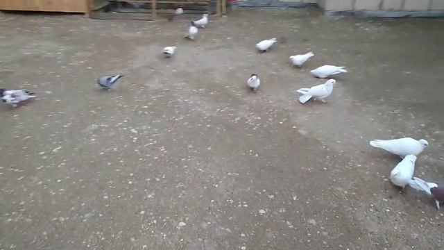 Ana Göyərçinləri ayırdım смотреть онлайн