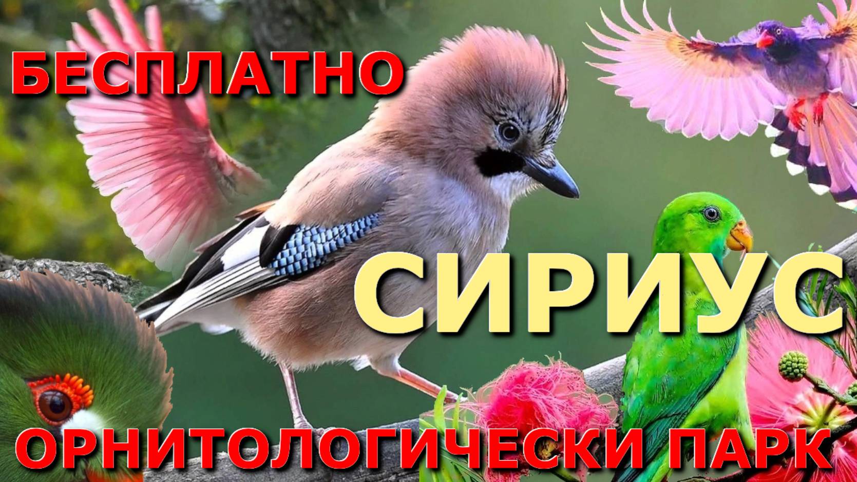 Сириус Адлер, Живая планета, Сочи что посмотреть зимой, отдых в Сочи зимой, Сириус сегодня 🌴 смотреть онлайн