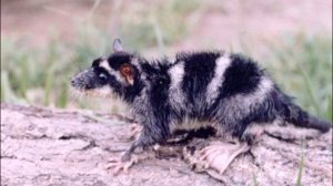 водяной опоссум