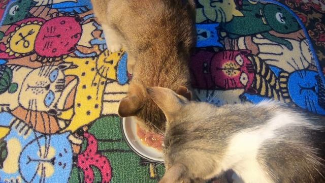 эксперимент, что выберут кошки смотреть онлайн