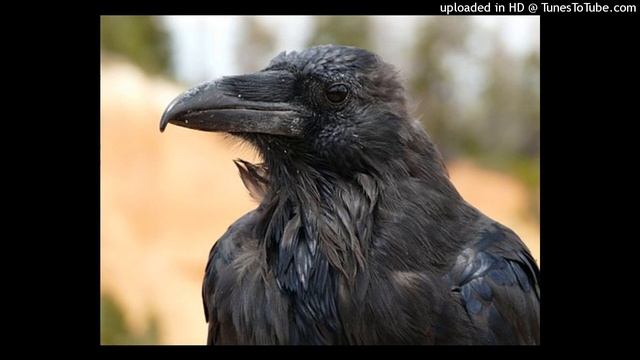 Черный ворон - schwarzer Rabe смотреть онлайн