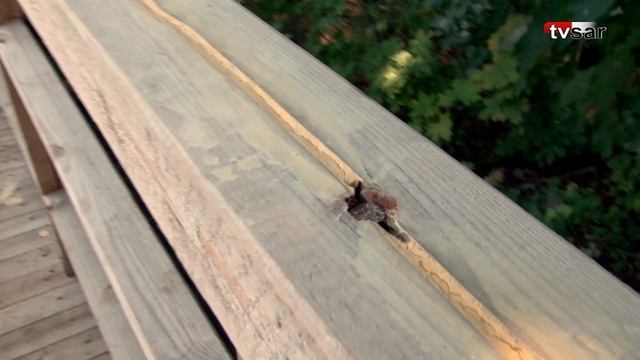 Жители огорчены качеством работ в парке «Семхоз» смотреть онлайн